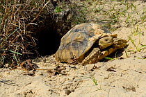 African Spurred Tortoise (Geochelone sulcata) beside burrow, captive
