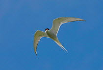 Arctic Tern {Sterna paradisaea} In flight, North Uist, Outer Hebrides, Scotland, UK.