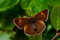 Brown Hairstreak {Thecla betulae} male basking with wings open, captive, UK.
