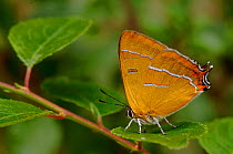 Brown Hairstreak {Thecla betulae} sitting on Backthorn leaf with wings closed, Captive, UK.