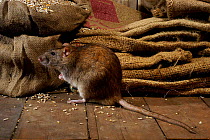 Brown Rat {Rattus norvegicus} Feeding on grain, captive, UK.