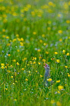 Corncrake {Crex crex} calling, with head visible in Buttercup meadow, North Uist, Outer Hebrides, Scotland, UK.