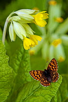 Duke of Burgundy butterfly {Hamearis lucina} basking with wings open on Cowslip, Captive, UK.