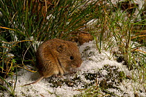 Field Vole {Microtus agrestis} among grass with dusting of snow note short tail, Captive, UK.