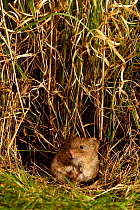 Field Vole {Microtus agrestis} looking out from tunnel entrance in long grass, Captive, UK.