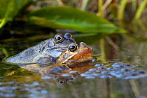 Common Frogs {Rana temporaria} in amplexus among spawn, Hertfordshire, England