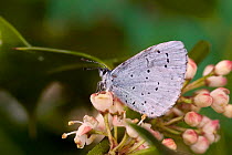 Holly blue butterfly {Celastrina argiolus} resting on Holly flowers, Captive, UK.
