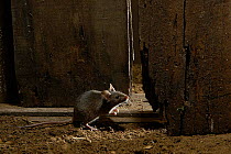 House Mouse {Mus domesticus / musculus} sitting-up outside farm building, Captive, UK.