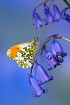 Orange tip butterfly {Anthocaris cardamines} male on Bluebell flower, Captive, UK.