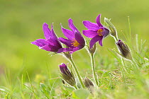 Pasque flowers {Pulsatilla vulgaris} in bloom, Lincolnshire, England