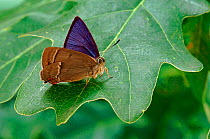 Purple Hairstreak {Quercusia quercus} male on Oak leaf with wings partially open, Captive, UK
