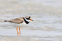 Ringed Plover {Charadrius hiaticula} profile on sand at low tide, North Uist, Outer Hebrides, Scotland