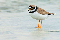 Ringed Plover {Charadrius hiaticula} on sand at low tide, North Uist, Outer Hebrides, Scotland.