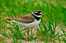 Ringed Plover {Charadrius hiaticula} In rain among Machair grassland, North Uist, Outer Hebrides, Scotland