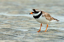 Ringed Plover {Charadrius hiaticula} on sand at low tide, North Uist, Outer Hebrides, Scotland
