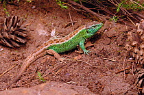 Sand Lizard {Lacerta agilis} male in breeding season, Captive. Note - regenerated tail