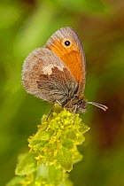 Small heath butterfly {Coenonympha pamphilus} resting on plant, Captive, UK.