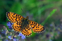Small pearl bordered fritillary butterfly {Boloria selene} basking on Bugle flower with wings open, Captive, UK.