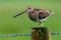 Snipe {Gallinago gallinago} perching on fence post with barbed wire, North Uist, Outer Hebrides, Scotland.