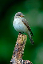 Spotted flycatcher {Muscicapa striata} perching on dead branch looking for insects, West Sussex, England.