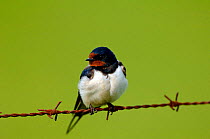 Barn swallow {Hirundo rustica} perching on rusty barbed wire, North Uist, Outer Hebrides, Scotland.