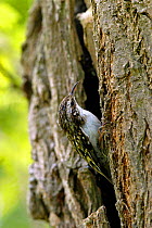 Common treecreeper {Certhia familiaris} searching for insects in crack in a tree, West Sussex, England