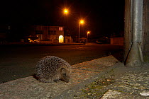 Hedgehog {Erinaceus europaeus} foraging on pavement in urban area, Hertfordshire, England
