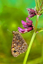 Wall brown / Wall butterfly {Lasiommata mergera} resting on flower with wings closed, Captive, UK.