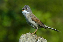 Whitethroat {Sylvia communis} male in full song on fence post, West Sussex, England