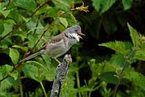 Whitethroat {Sylvia communis} male singing on branch among Nettles, West Sussex, England