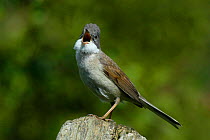 Whitethroat {Sylvia communis} male in full song on fence post, West Sussex, England
