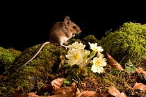 Yellow-necked mouse {Apodemus flavicollis} Captive, UK.
