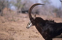 Male sable antelope (Hippotragus niger) profile, Kruger NP, South Africa