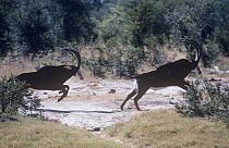 Male Sable antelope (Hippotragus niger) chasing another male antelope, Hwange, Zimbabwe