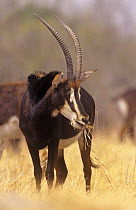 Male Sable antelope (Hippotragus niger) feeding, Chobe NP, Botswana