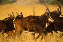 Sable antelope (Hippotragus niger) herd walking, Hwange NP, Zimbabwe