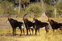 Sable antelope (Hippotragus niger) male herd in winter, with birds on backs, Moremi wildlife reserve, Botswana