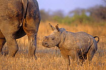 White rhinoceros with young calf (Ceratotherium simum) Umfolosi GR, Kwazulu-Natal, South Africa