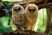 Mexican spotted owl fledglings {Strix occidentalis lucida} Arizona, USA.