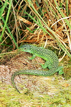 Green lizard {Lacerta viridis} Europe, captive