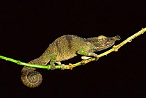 Boettger's chameleon {Calumma boettgeri} Montagne d'Ambre NP, Madagascar