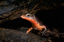 Cordylid lizard {Zonosaurus laticaudatus} Ankarana SR, Madagascar