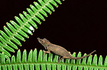Boettger's chameleon {Calumma boettgeri} Marojejy Reserve, eastern rainforest, Madagascar