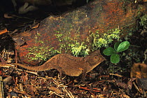 Iaraka leaf chameleon (Brookesia vadoni) Marojejy reserve, Madagascar