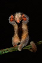 Pygmy / Silky anteater {Cyclopes didactylus} captive, South America