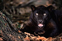Black panther (Jaguar) {Panthera onca} captive, Amazonia, Brazil.