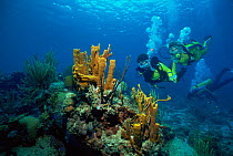 Divers and Yellow tube sponge {Aplysina fistularis} Virgin Islands, Caribbean