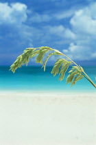 Tropical beach with Sea oats {Uniola paniculata}Providenciales (Provo), Turks and Caicos Is, Caribbean