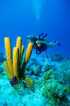 Diver and Yellow tube sponge {Aplysina fistularis} Virgin Islands, Caribbean