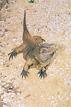 Little cayman gray rock iguana {Cyclura nubila caymanensis} critically endangered, captive, Grand Cayman Is, Caribbean